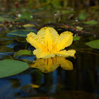 fringed water lily