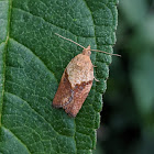 Light Brown Apple Moth