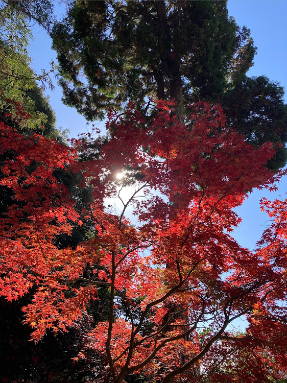 の投稿画像16枚目