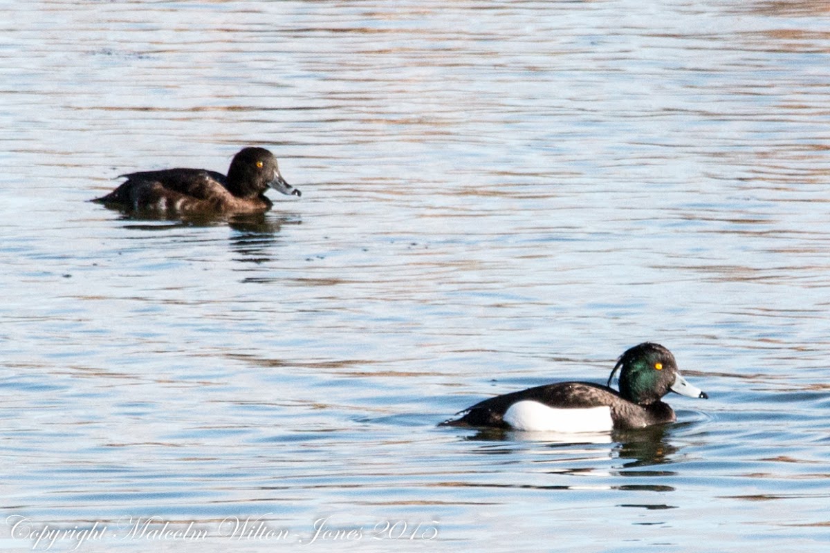 Tufted Duck