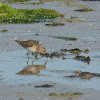 Least Sandpiper