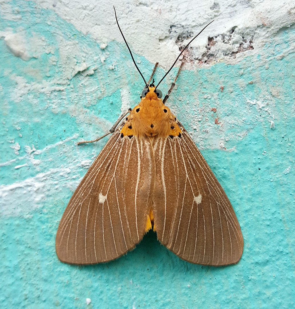 Orange-Underwing Snout Tiger