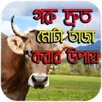 Cover Image of ดาวน์โหลด গরু দ্রুত মোটা তাজা করার উপায় 1.0.0 APK