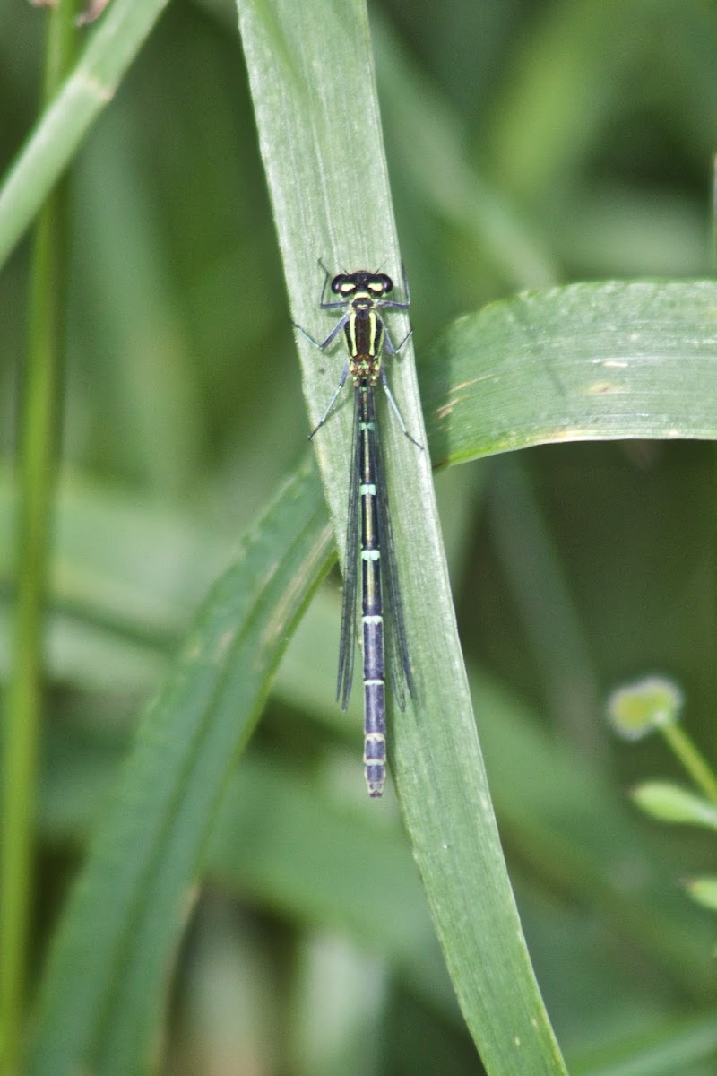 Azure damselfly