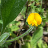 Single-flowered Scorpiurus