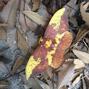 Imperial Moth