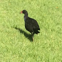 Pūkeko or Purple Swamphen