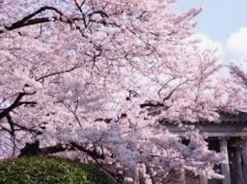 桜散るあの日僕は死んだ