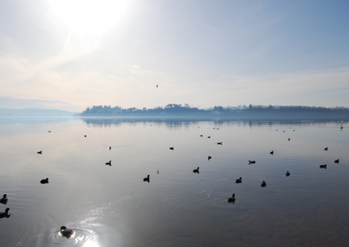 Star in the lake di jamadrin