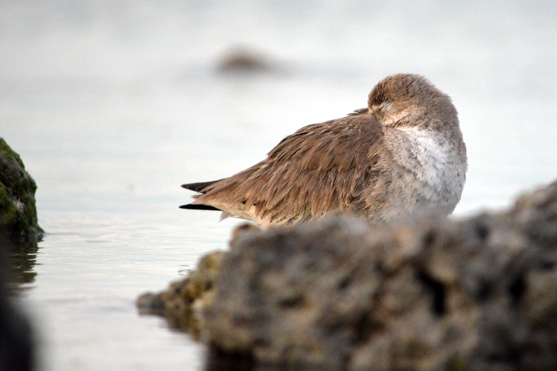 Willet