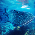 The Whale Shark