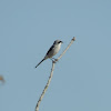 Loggerhead Shrike