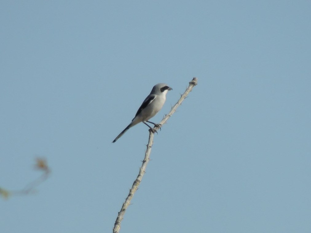 Loggerhead Shrike