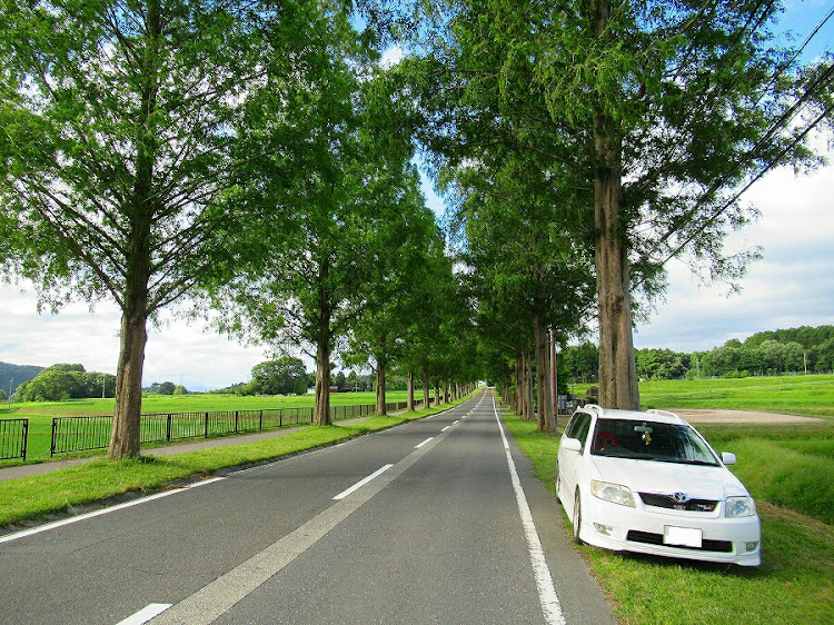 カローラフィールダーのドライブ・滋賀県 メタセコイア並木・滋賀県ツーリング・インスタ映えに関するカスタム事例の投稿画像7枚目