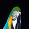 Item logo image for American Parrot