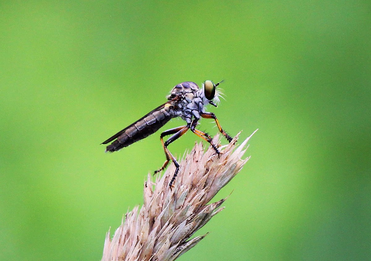 Robber Fly