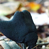 Dead man's fingers