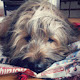 Briard Puppy Themes & New Tab