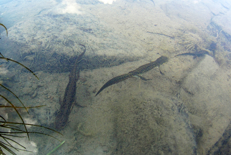 Alpine newt