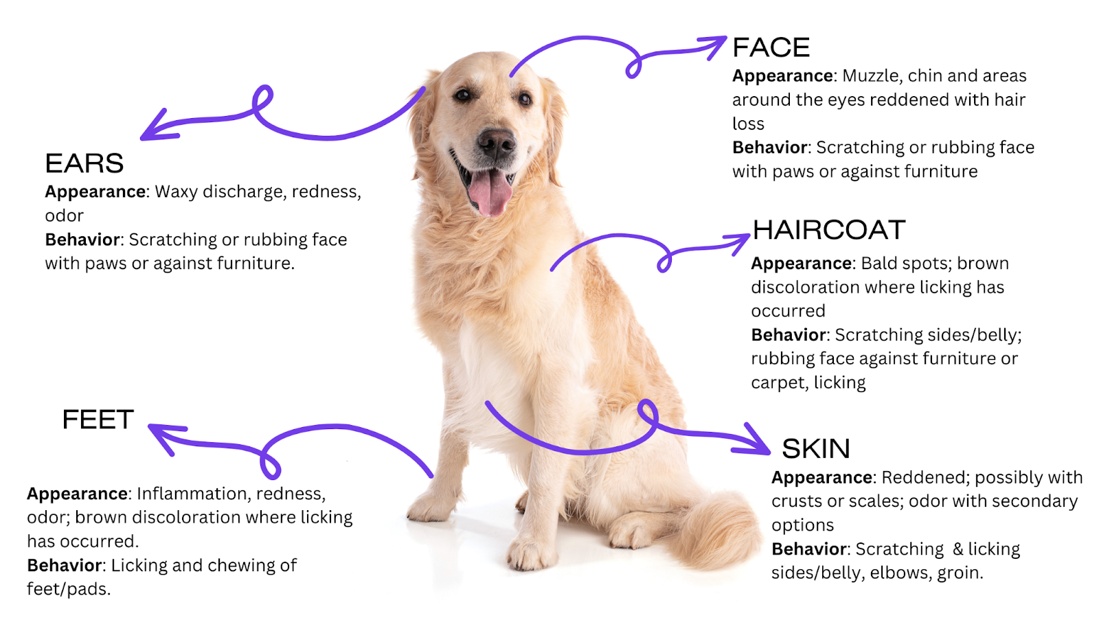 Seasonal allergies can affect various parts of your dog's body.