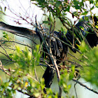 Anhinga