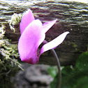 Cyclamen