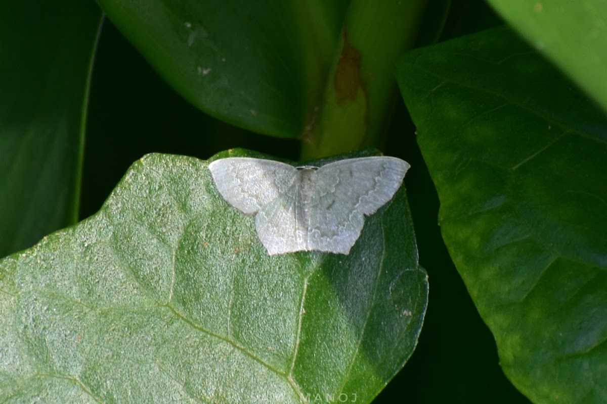 Geometrid Moth