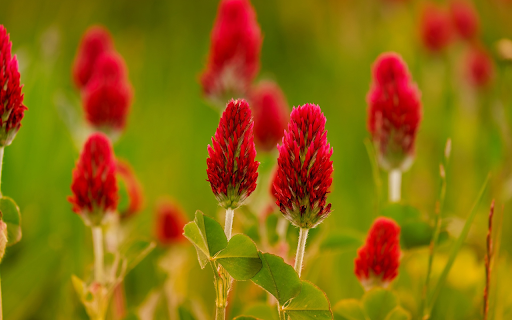 Three-leaf flower screenshot 1