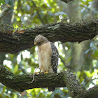 Red-Shouldered Kite