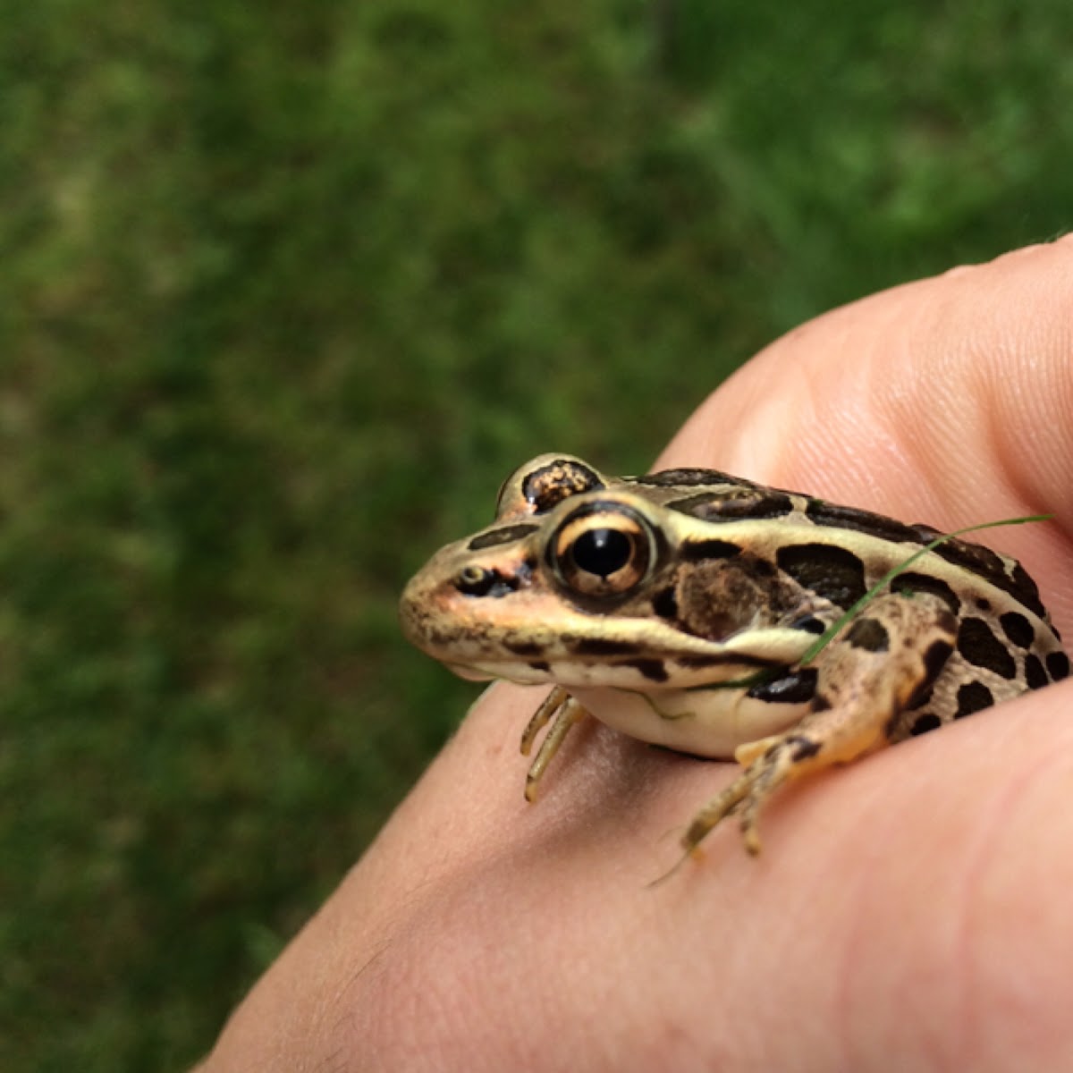 Pickerel Frog