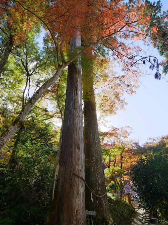 の投稿画像21枚目