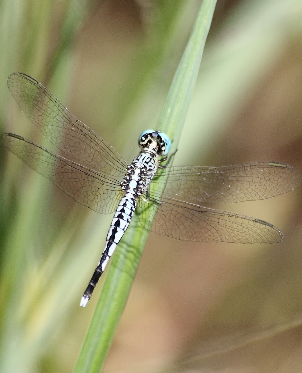 Trumpet tail