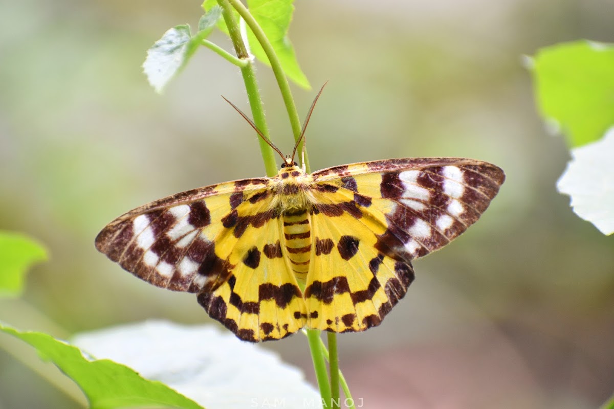 False Tiger Moth