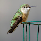 Rufous Hummingbird, female