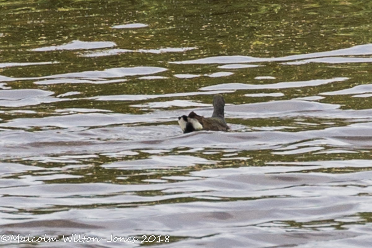 Moorhen; Polla de Agua