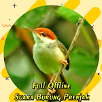 Cover Image of Herunterladen MP3 Suara Pikat Prenjak Terbaik 3.0 APK