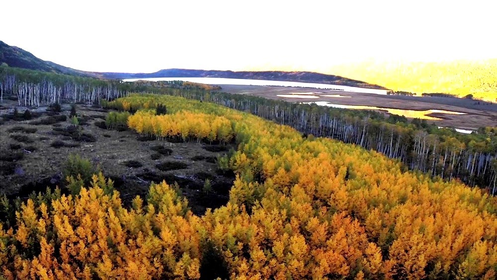 Pando, o gigante tremulo