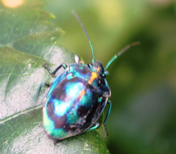 Jewel bug