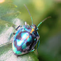 Jewel bug