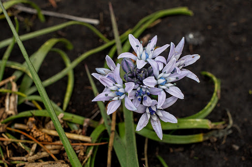 Scilla verna