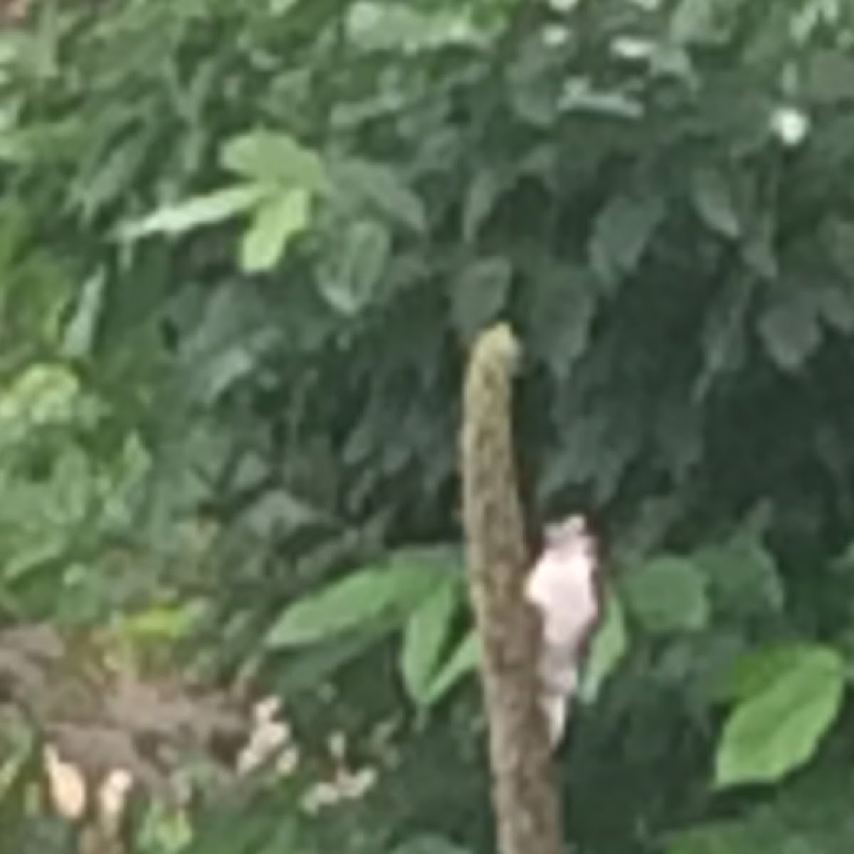 Downy woodpecker