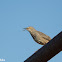 Curve-billed Thrasher