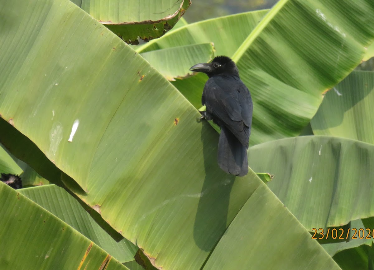 Indian Jungle Crow