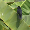 Indian Jungle Crow