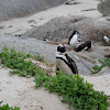 African Penguin