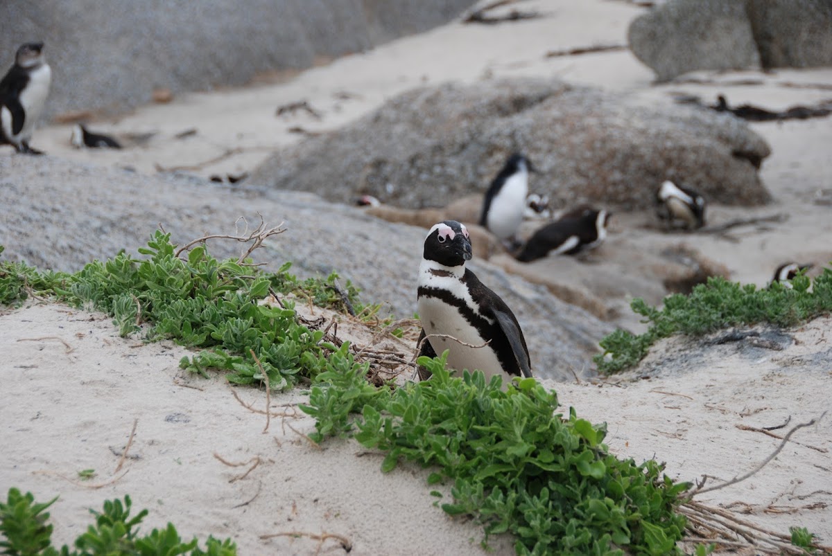 African Penguin