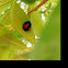 Twice-stabbed ladybird beetle