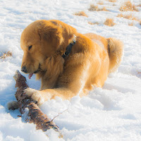 oro e neve di 