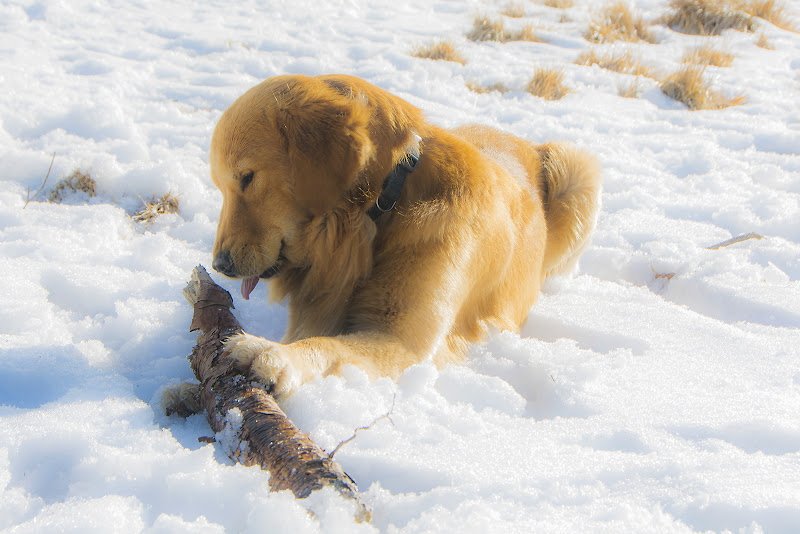 oro e neve di Gabriele Pardini