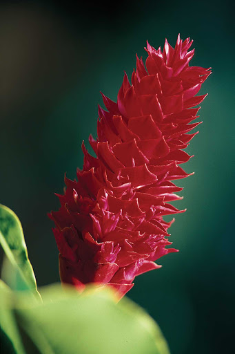 Guadeloupe-red-Alpinia.jpg - The gardens of Guadeloupe feature a myriad of flowers, like the red ginger, or Alpinia Purpurata. 